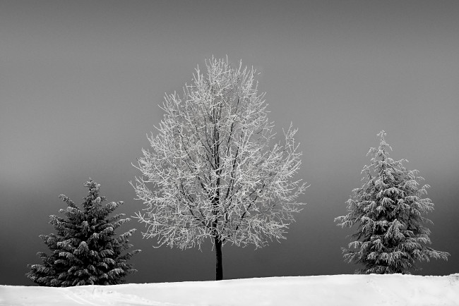 Обои картинки фото природа, деревья, снег