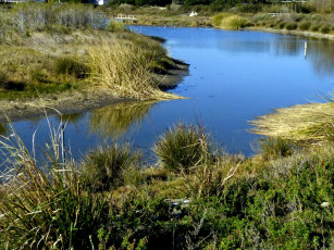 Картинка природа реки озера река трава