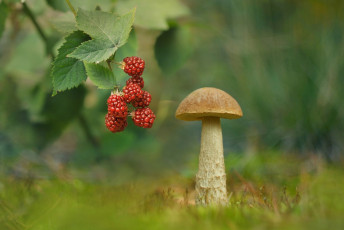 Картинка природа грибы гриб ежевика подберезовик