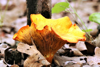 Картинка природа грибы желтый шляпка гриб