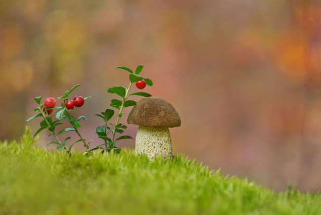Обои картинки фото природа, грибы, брусника, боровик, гриб, мох
