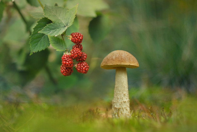 Обои картинки фото природа, грибы, гриб, ежевика, подберезовик