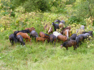 Картинка животные лошади табун трава