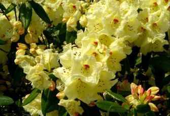 Картинка цветы рододендроны азалии желтый лепестки ветки