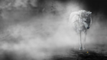 Картинка рисованные животные волки туман