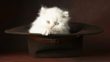 Картинка животные коты котик шляпа