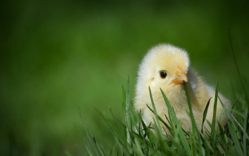 Картинка животные куры петухи трава цыплёнок