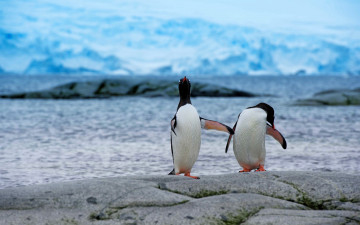 Картинка животные пингвины камни море