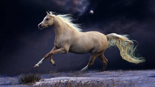 Обои картинки фото животные, лошади, лошадь, грация