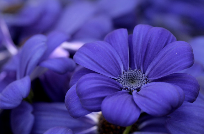 Обои картинки фото цветы, цинерария, синий, лепестки