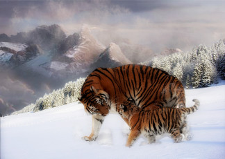 Картинка разное компьютерный дизайн тигры горы зима детёныш снег лес ели