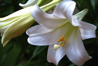 Картинка цветы лилии лилейники макро белый
