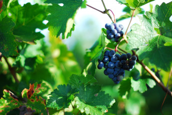 Картинка природа Ягоды виноград гроздь лоза