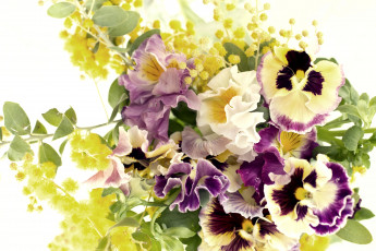 Картинка цветы разные вместе мимоза виола букет анютины+глазки