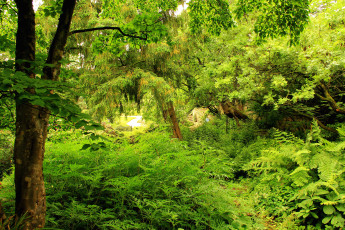 Картинка природа деревья зелень сад