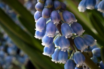 Картинка цветы гиацинты мускари макро голубой