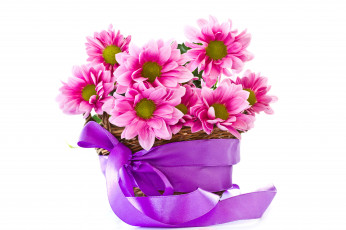 Картинка цветы хризантемы корзинка лента бант