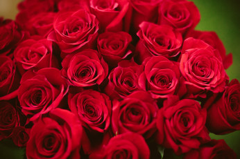 Картинка цветы розы красный охапка