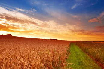 Картинка пейзаж природа поля колосья поле закат