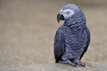 Картинка животные попугаи клюв жако