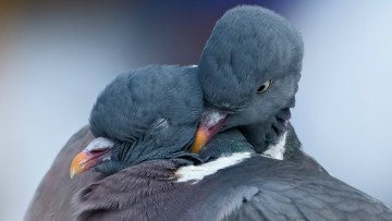 Картинка животные голуби любовь