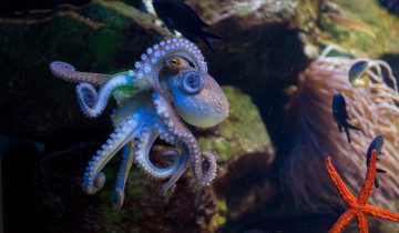 Картинка животные морская фауна осьминог