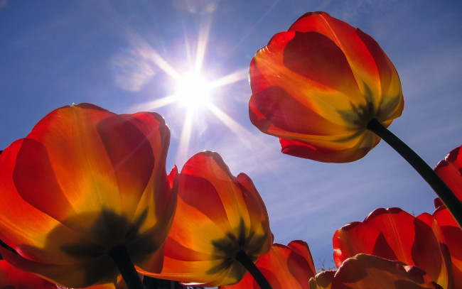Обои картинки фото цветы, тюльпаны, свет, солнце, бутоны