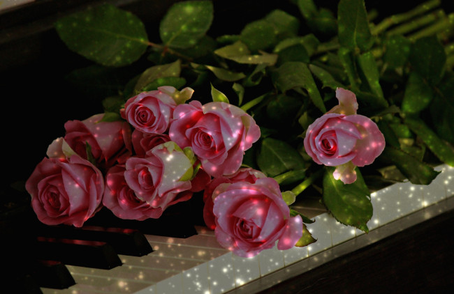Обои картинки фото цветы, розы, пианино, бутоны, блики, огоньки