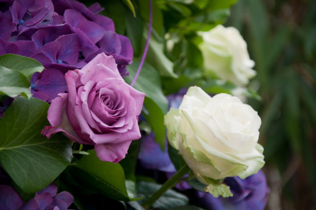 Обои картинки фото цветы, разные, вместе, розы, гортензия