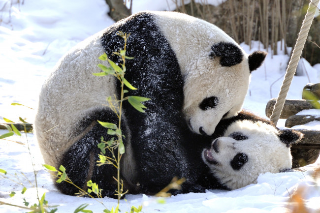 Обои картинки фото животные, панды, игра, мишки, снег