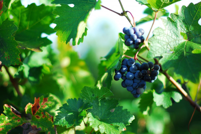 Обои картинки фото природа, Ягоды, виноград, гроздь, лоза