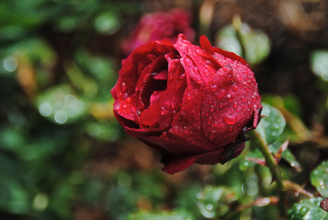 Обои картинки фото цветы, розы, красный, бутон, капли