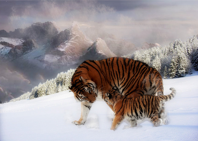Обои картинки фото разное, компьютерный, дизайн, тигры, горы, зима, детёныш, снег, лес, ели