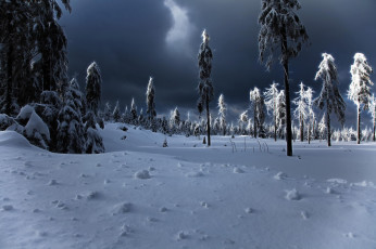 Картинка природа зима ёлки winter снег сугробы