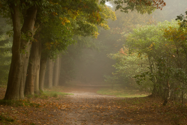 Обои картинки фото природа, дороги, туман, тропинка, кустарник, деревья