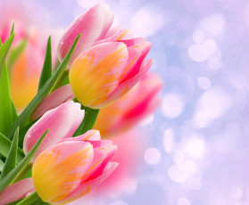 Картинка цветы тюльпаны листья бутоны боке блики крупным планом