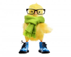обоя юмор и приколы, цыпленок, ботинки, очки, шарф