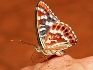 Картинка животные бабочки +мотыльки +моли узор бабочка макро itchydogimages крылья усики