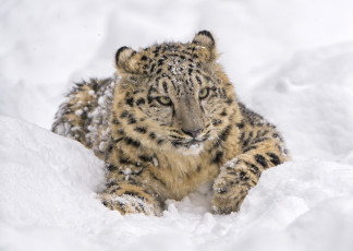 Картинка животные снежный+барс+ ирбис кошка барс снег отдых лежит морда хищник зоопарк
