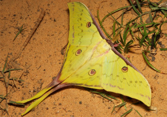 Картинка животные бабочки +мотыльки +моли крылья насекомое макро мотылёк ночной зелёный itchydogimages
