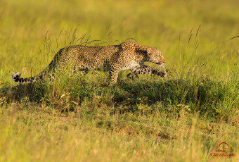 Картинка животные леопарды саванна охота хищник леопард