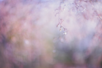 Картинка цветы сакура +вишня весна макро веточка розовый цветок размытие нежность цветение