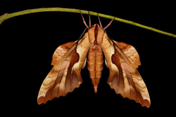 Картинка животные бабочки +мотыльки +моли itchydogimages макро моль крылья усики узор