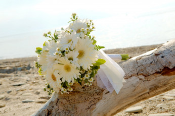 Картинка цветы букеты +композиции пляж море солнце песок коряга букет ромашки герберы