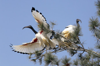 Картинка животные ибисы +колпицы ибис птица клюв крылья дерево