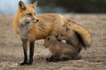 Картинка животные лисы потомство лисичка