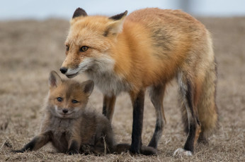 обоя животные, лисы, потомство, лисичка