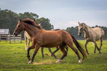 Картинка животные лошади лошадки трава луг