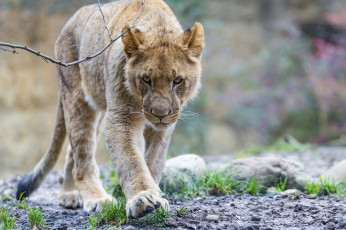 Картинка животные львы молодой лев прогулка морда хищник кошка серьёзный