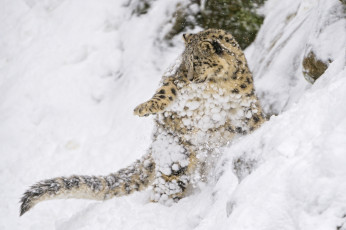 Картинка животные снежный+барс+ ирбис хищник кошка зоопарк барс прыжок игра малыш котёнок детёныш снег склон